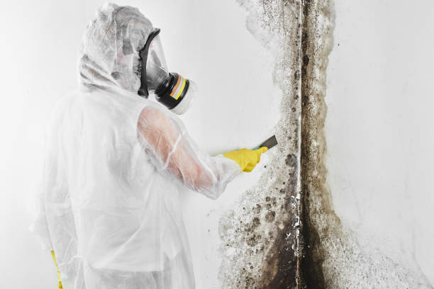 Professional Mold Removal in Decatur, GA