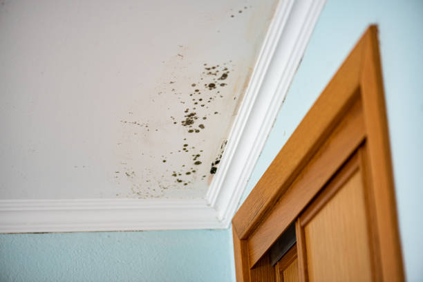 Mold Removal Process in Decatur, GA