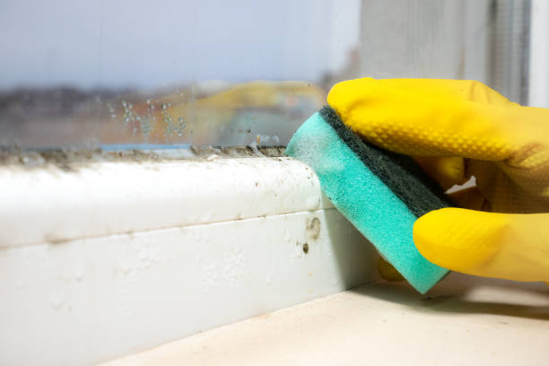 Best Commercial Mold Removal  in Decatur, GA