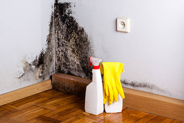 Best Residential Mold Removal  in Decatur, GA